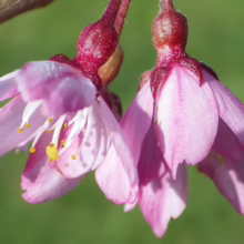 Prunus x subhirtella 'Pendula Rosea' (Higan Cherry) two flowers.