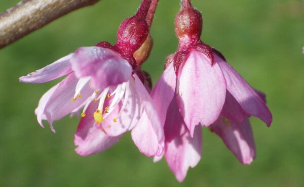 <i>Prunus</i> x <i>subhirtella</i> 'Pendula Rosea' - Image 16