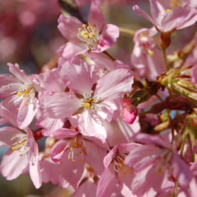 Prunus x subhirtella 'Pendula Rosea' (Higan Cherry) close up of a flower.