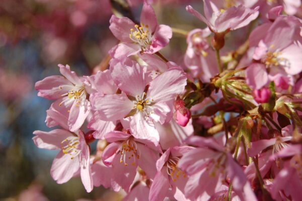 <i>Prunus</i> x <i>subhirtella</i> 'Pendula Rosea' - Image 17