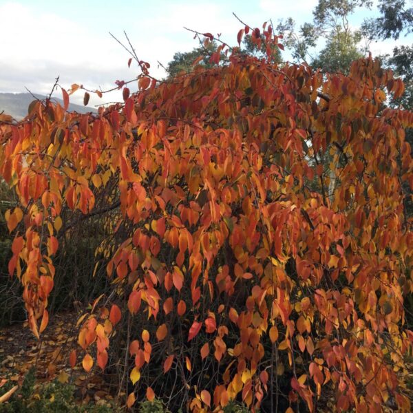 <i>Prunus</i> x <i>subhirtella</i> 'Pendula Rosea' - Image 2