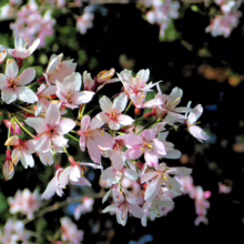 Prunus x subhirtella 'Pendula Rosea' (Higan Cherry) flowers.