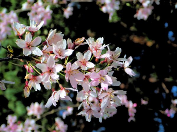 <i>Prunus</i> x <i>subhirtella</i> 'Pendula Rosea' - Image 3