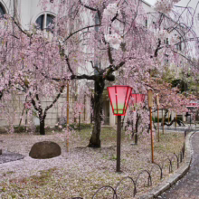Prunus x subhirtella 'Pendula Rosea' (Higan Cherry) mass flowering by a road.