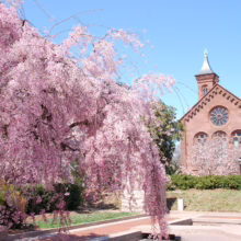 Prunus x subhirtella 'Pendula Rosea' (Higan Cherry) flowering in a courtyard.