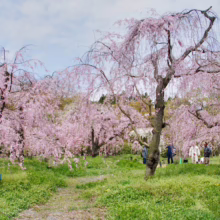 Prunus x subhirtella 'Pendula Rosea' (Higan Cherry) flowering in a feild.