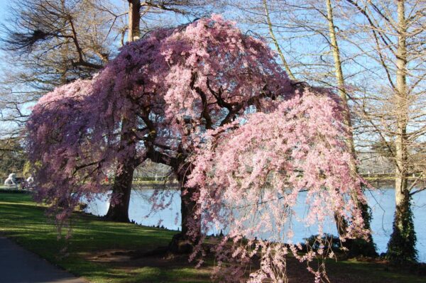 <i>Prunus</i> x <i>subhirtella</i> 'Pendula Rosea'