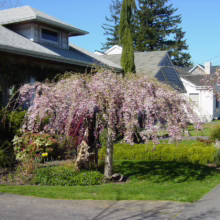 Prunus x subhirtella 'Pendula Rosea' (Higan Cherry) small tree.