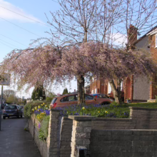 Prunus x subhirtella 'Pendula Rosea' (Higan Cherry) flowering near homes.