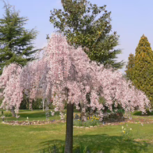 Prunus x subhirtella 'Pendula Rosea' (Higan Cherry) flowering in a garden.