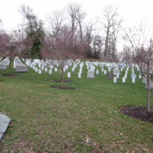Prunus x subhirtella 'Southern Gem' (Higan Cherry) trees in paddock.