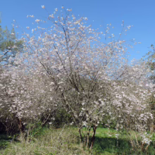 Prunus x subhirtella 'Southern Gem' (Higan Cherry) in winter form.