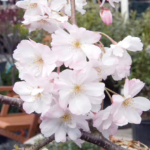 Prunus x subhirtella 'Southern Gem' (Higan Cherry) cluster of flowers.