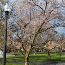Prunus x subhirtella 'Southern Gem' (Higan Cherry) in early spring.