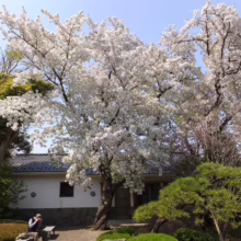 Prunus x yedoensis (Yoshino Cherry) flowering in a home garden.