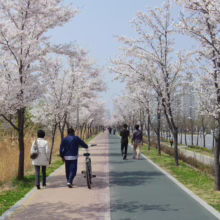 Prunus x yedoensis (Yoshino Cherry) flowering by a walking path.
