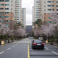 Prunus x yedoensis (Yoshino Cherry) on an avenue.