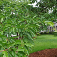 Prunus x yedoensis (Yoshino Cherry) summer foliage.