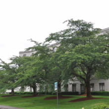Prunus x yedoensis (Yoshino Cherry) summer form.