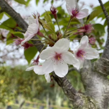 Prunus x yedoensis (Yoshino Cherry) flower.