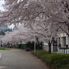 Prunus x yedoensis (Yoshino Cherry) line in street.
