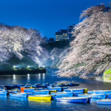 Prunus x yedoensis (Yoshino Cherry) flowering by a lake.