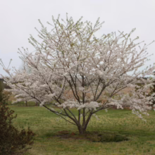 Prunus x yedoensis (Yoshino Cherry) flowering in a field.