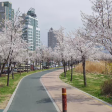 Prunus x yedoensis (Yoshino Cherry) line beside a path.