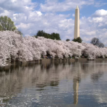 Prunus x yedoensis (Yoshino Cherry) line by a lake.