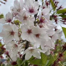 Prunus x yedoensis (Yoshino Cherry) flower cluster.