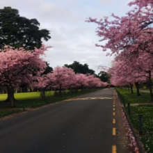 Prunus x yedoensis 'Awanui' (Yoshino Cherry) down street in Palmerston North