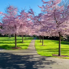 Prunus x yedoensis 'Awanui' (Yoshino Cherry)