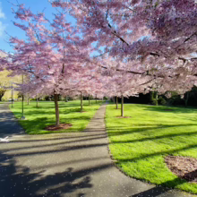 Prunus x yedoensis 'Awanui' (Yoshino Cherry)