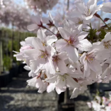 Prunus x yedoensis 'Awanui' (Yoshino Cherry) flowers.