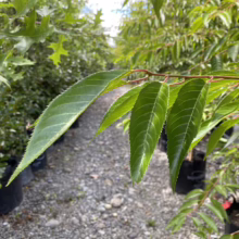 Prunus x yedoensis 'Awanui' (Yoshino Cherry) summer foliage.
