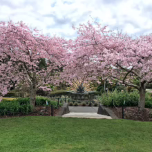 Prunus x yedoensis 'Awanui' (Yoshino Cherry) flowering in garden,