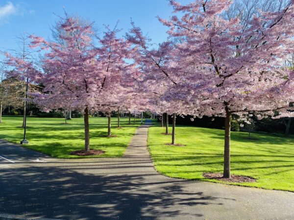 <i>Prunus</i> x <i>yedoensis</i> 'Awanui'