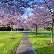 Prunus x yedoensis 'Awanui' (Yoshino Cherry) flowering at Massey University
