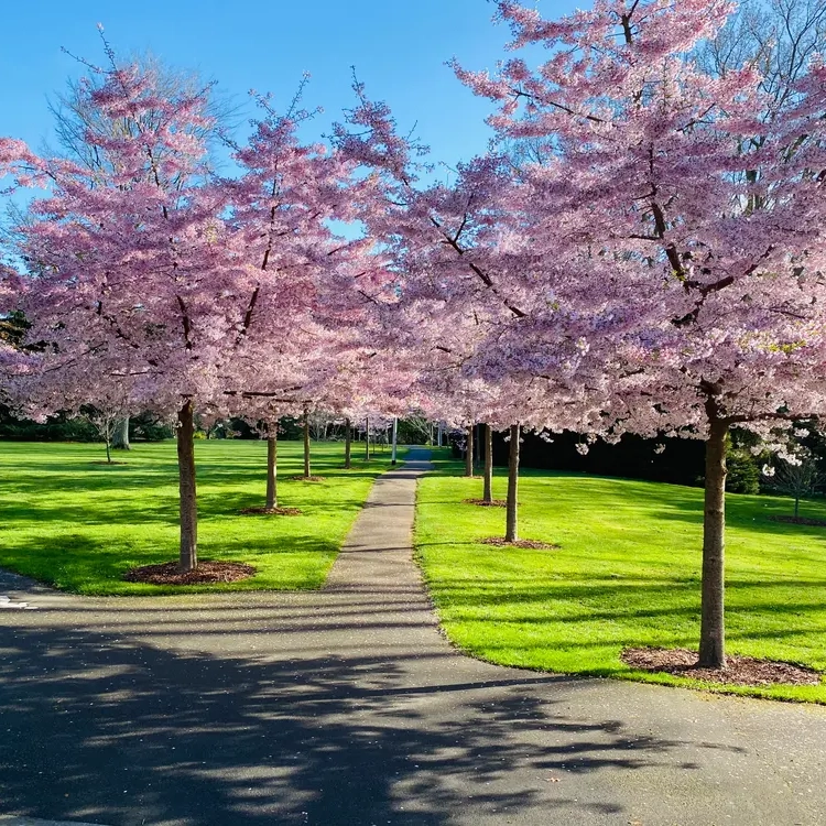 Prunus x yedoensis 'Awanui' (Yoshino Cherry)