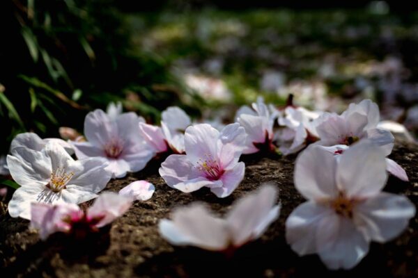 <i>Prunus</i> x <i>yedoensis</i> 'Mountain Haze' - Image 10