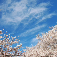 Prunus x yedoensis 'Mountain Haze' (Yoshino Cherry) flowering branches against the sky.