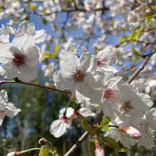 Prunus x yedoensis 'Mountain Haze' (Yoshino Cherry) flowering branches at Leafland.