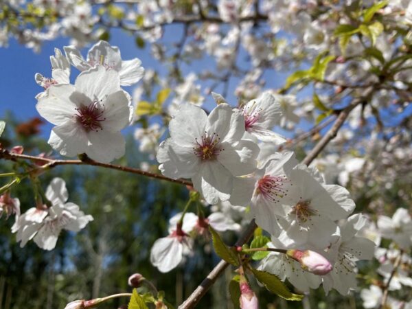 <i>Prunus</i> x <i>yedoensis</i> 'Mountain Haze' - Image 12