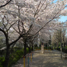 Prunus x yedoensis 'Mountain Haze' (Yoshino Cherry) flowering in garden.