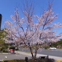 Prunus x yedoensis 'Mountain Haze' (Yoshino Cherry) tree in town.