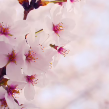 Prunus x yedoensis 'Mountain Haze' (Yoshino Cherry) clow up of pink flower