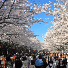 Prunus x yedoensis 'Mountain Haze' (Yoshino Cherry) flowering in walking path.