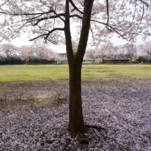 Prunus x yedoensis 'Mountain Haze' (Yoshino Cherry) flowers dropped on ground.