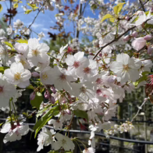 Prunus x yedoensis 'Mountain Haze' (Yoshino Cherry) flowers.