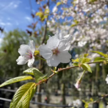 Prunus x yedoensis 'Mountain Haze' (Yoshino Cherry) spring flowers.